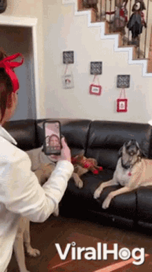 a woman is taking a picture of two dogs on a couch with stairs in the background and the words viralhog on the bottom