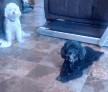 two small dogs are sitting on a tiled floor in front of a treadmill that says " treadmill " on it