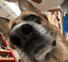 a close up of a dog 's nose with a person behind it