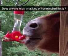 a horse looking at a hummingbird feeder with the caption does anyone know what kind of hummingbird