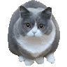 a gray and white cat is sitting on a white surface .