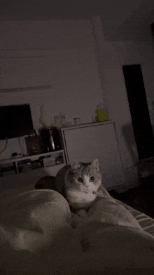 a cat laying on top of a bed in a dark room