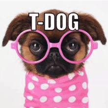 a small dog wearing glasses and a pink polka dot shirt .