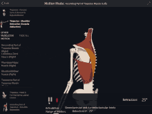 a computer screen shows the ascending part of trapezius muscle ( left)