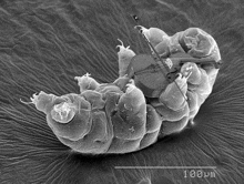 a black and white image of a tiny organism playing a violin .