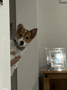 a small brown and white dog peeking out from behind a wall