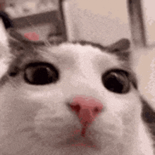 a close up of a cat 's face with a pink nose looking at the camera .