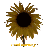 a picture of a sunflower with the words good morning below it