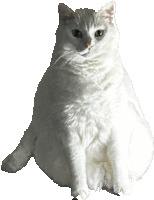 a white cat sitting on a white surface with a white background