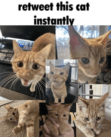 a collage of pictures of a cat with the caption retweet this cat instantly