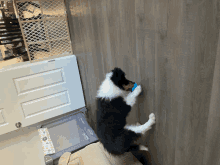 a black and white dog is playing with a blue ball on a wooden floor