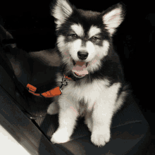 a husky puppy with its tongue hanging out is sitting in the back seat of a car