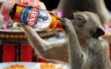 a monkey is drinking from a bottle of harnas