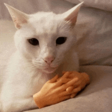 a white cat laying on a bed with a hand on its arm