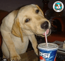 a dog drinking a cup of psi with a straw