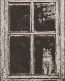 a cat looking out of a window with a reflection of a person in the window