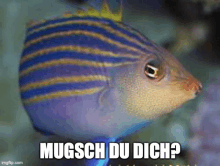 a fish with a crown on its head is swimming in a tank with the words mugsch du dich .