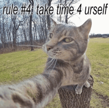 a cat taking a selfie with the words rule # 4 take time 4 urself