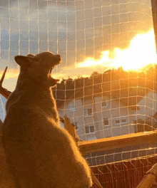 a cat with its mouth open looking out a window at the sun