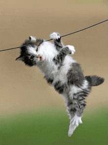 a gray and white kitten is hanging from a power line