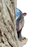 a small hippopotamus peeking out from behind a tree