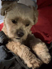 a small dog laying on a person 's lap with a red blanket in the background