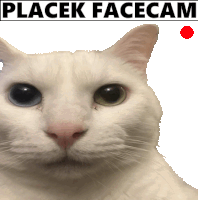 a picture of a cat with the words placek facecam written above it