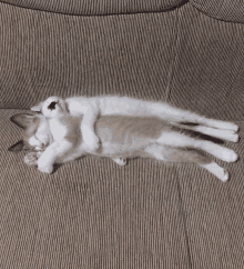 a brown and white cat laying on its back on a couch