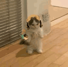 a cat is standing on its hind legs on a wooden floor wearing a hat .