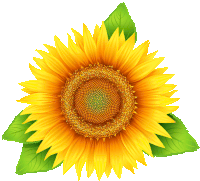 a sunflower with green leaves around it on a white background