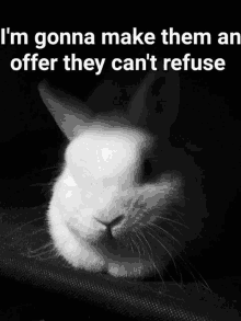 a black and white photo of a rabbit with the caption i 'm gonna make them an offer