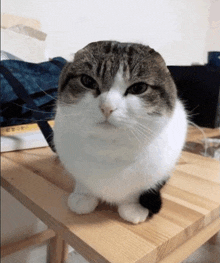 a brown and white cat sitting on a wooden table looking at the camera