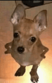 a small chihuahua dog is standing on its hind legs on a table .