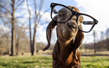 a goat wearing glasses looking at the camera