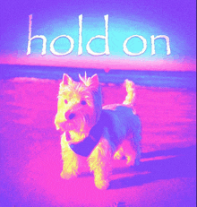 a dog standing on a beach with the words hold on above it