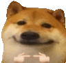 a shiba inu dog is smiling and pointing at the camera .