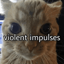 a close up of a cat 's face with the words violent impulses below it