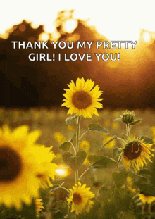 a field of sunflowers with the words thank you my pretty girl