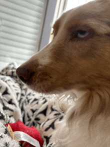 a close up of a dog laying on a blanket with a tag that says ' a ' on it