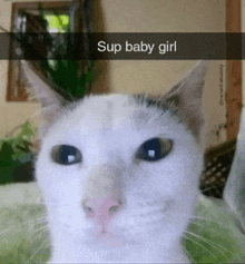 a white cat with a caption that says ' sup baby girl ' on it 's face .