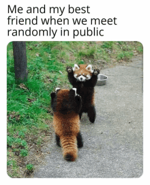 two red pandas are standing on their hind legs on the sidewalk