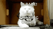 a white cat wearing glasses is laying in a cardboard box and says hi babe thinking of you .