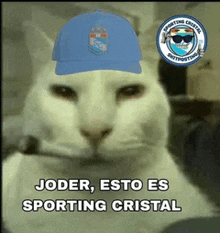 a cat wearing a blue hat with the words joder esto es sporting cristal below it