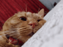 a close up of a cat 's face with a red and white collar that says " love "