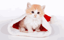 a kitten wearing a santa hat is looking at the camera