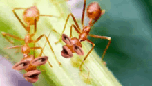 two ants with funny faces on their heads