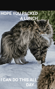 a cat walking in the snow with the caption hope you packed a lunch i can do this all day