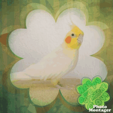 a picture of a bird with the words happy st patrick 's day photo montager