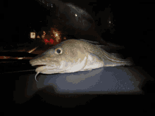 a fish is laying on the hood of a car in the dark