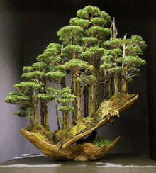 a bonsai tree shaped like a forest with trees growing out of it